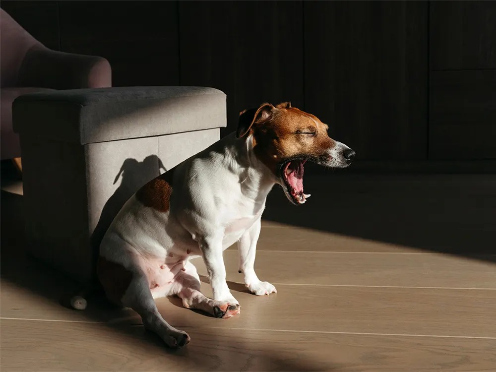 When Your Dog Chokes, Your First Instinct Is the Wrong One