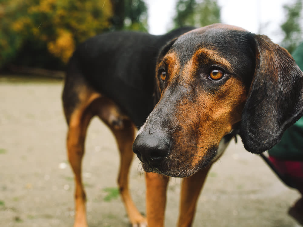From a Tennessee Backyard to a Brooklyn Walk-Up: Settling a Country Dog Into the City