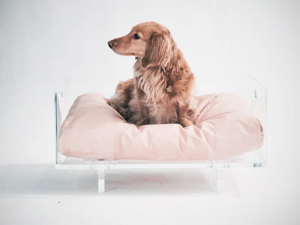 This Designer Makes Pet Furniture You're Not Supposed to See