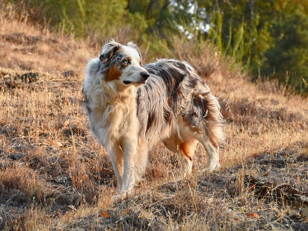 The Trail Doesn't Care How Good Your Dog Is Off-Leash