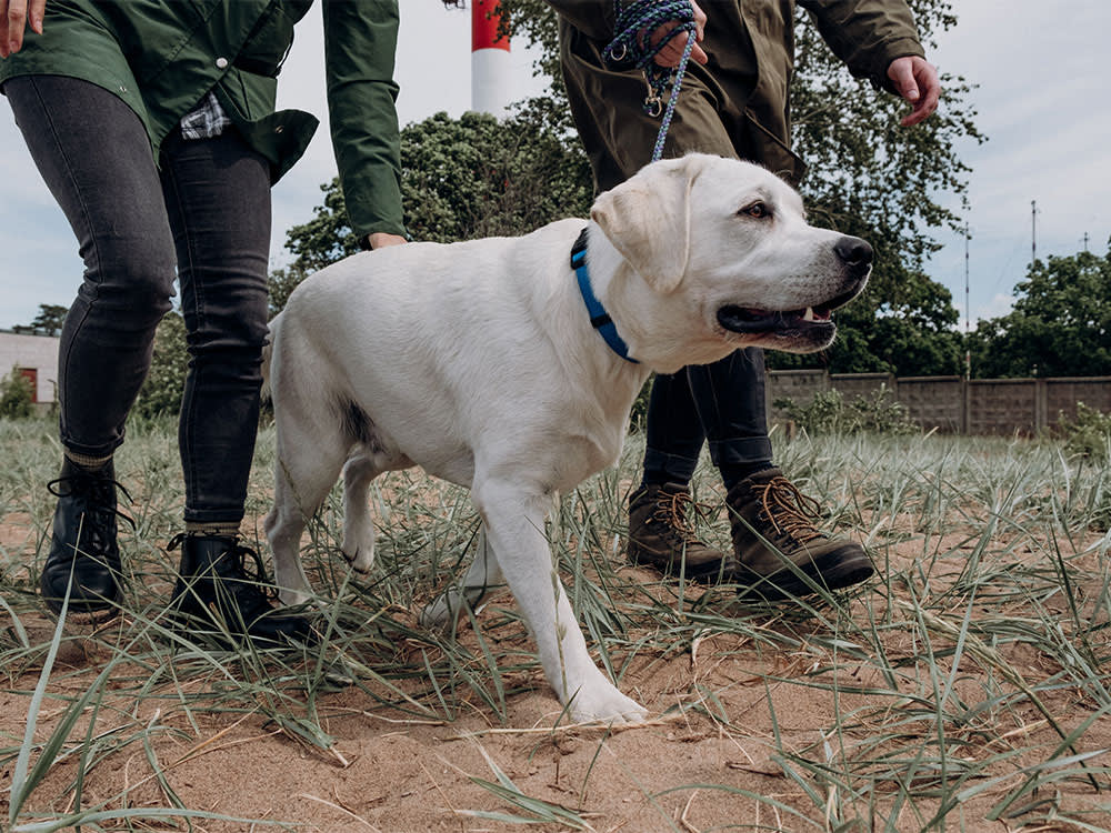 The Pet Detective Is Real. So Is the Whole Industry Pretending to Be One.
