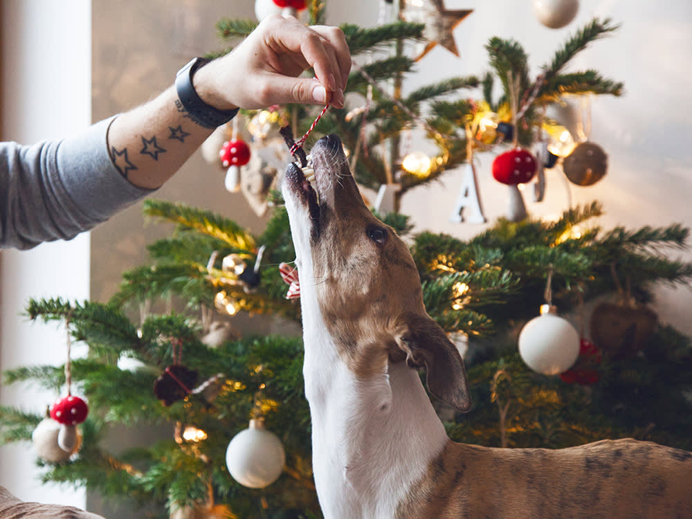 The Holiday Decorations Most Likely to Land Your Pet in the ER