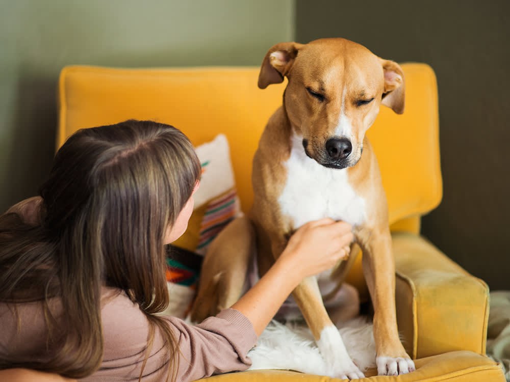 The 60-Second Belly Check That Could Save Your Dog's Life