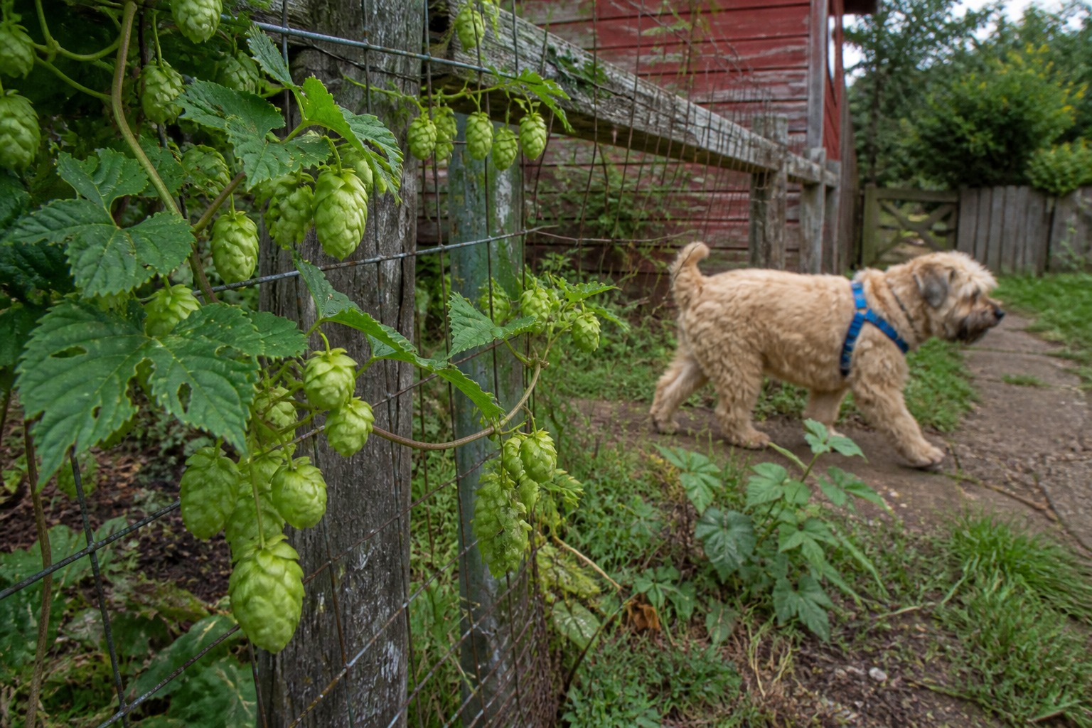Hops Poisoning Is a Race Against the Thermometer. Every Degree Counts