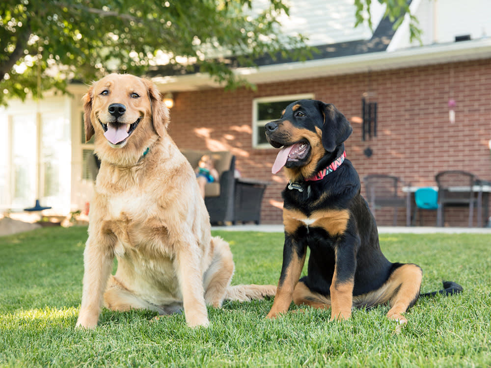 The Best Trainer for Your New Puppy Might Already Live in Your House