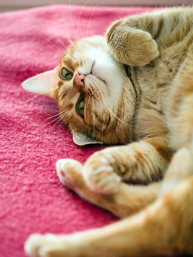 Cat Pheromone Diffusers: What They Fix, What They Don't, and the Blend People Get Wrong