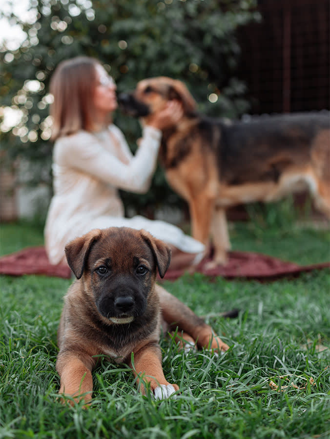 Your Dog Isn't Done Becoming Themselves. Age Six Is the Turning Point.