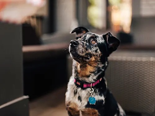 Your Dog Understands Words. Just Not the Way You Think.