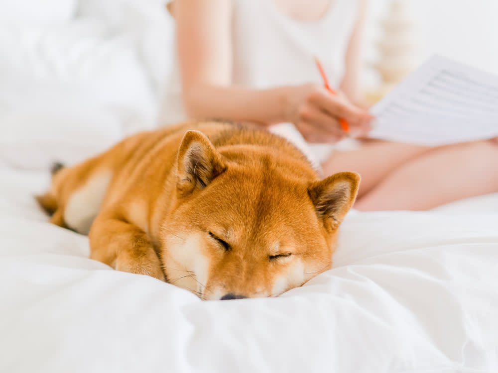 Your Dog Sleeps 14 Hours a Day. That's Not Lazy, It's Wiring.