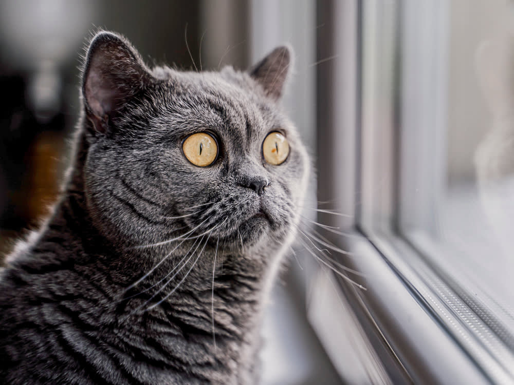 My Cat Has Never Once Felt Awkward. I'm Taking Notes.