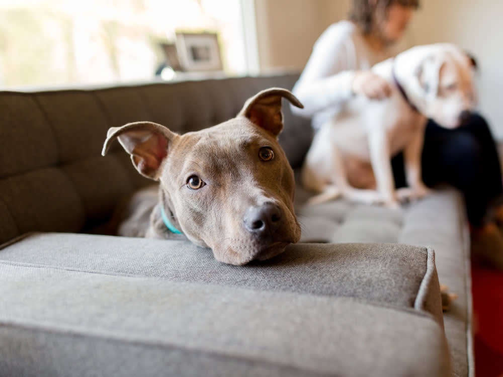 How to Get a Landlord to Say Yes to Your Pet