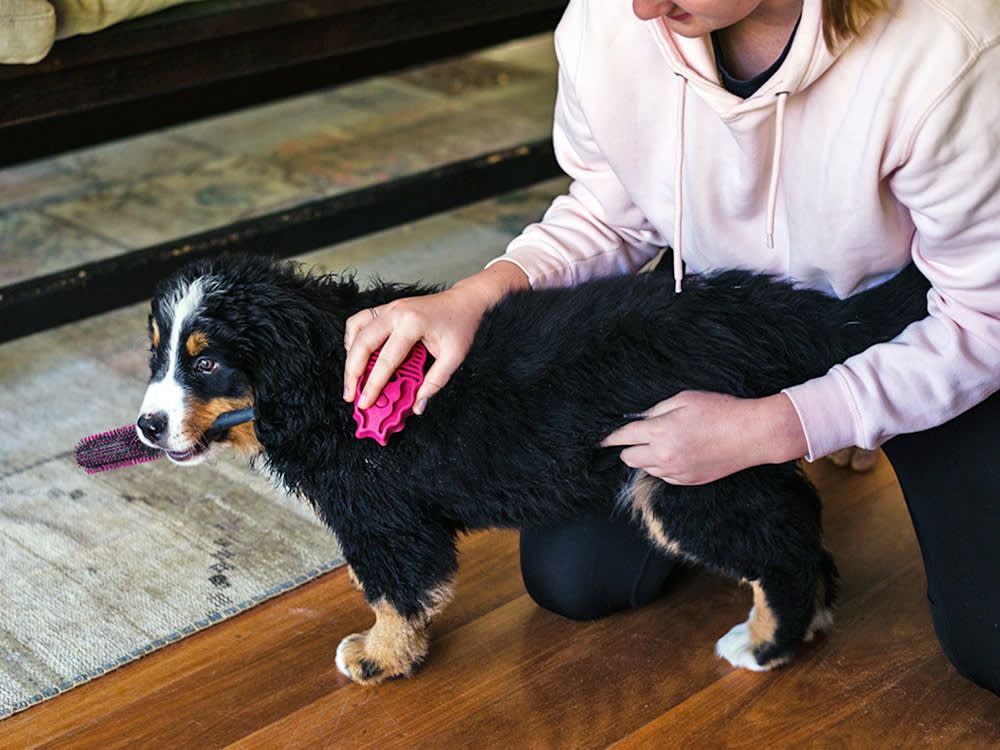 Your Dog Has Fleas Long Before You Ever See One