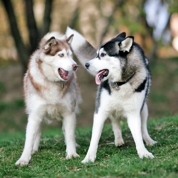 Your Husky Isn't Arguing With You. It's Doing the Job It Was Bred For.