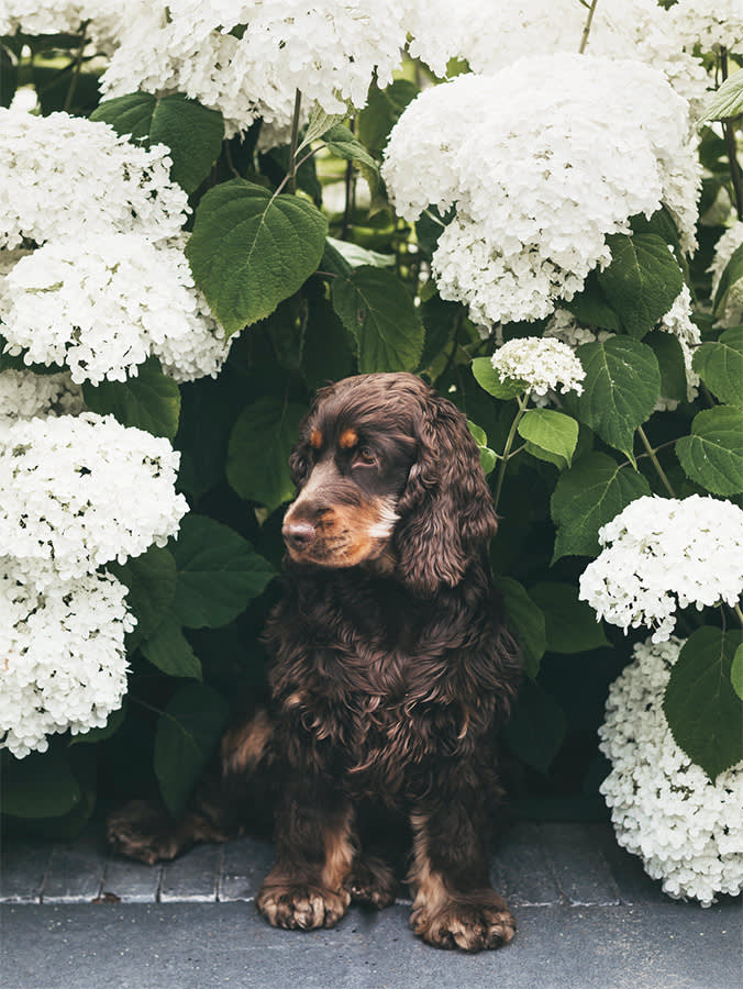 The Hydrangea Cyanide Scare Is Mostly Wrong for Dogs. Here's the Real Risk