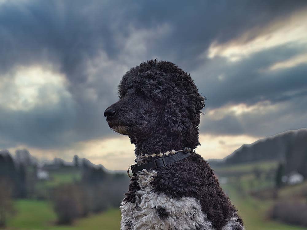 The 'Hypoallergenic' Dog Is a Myth You Can Measure