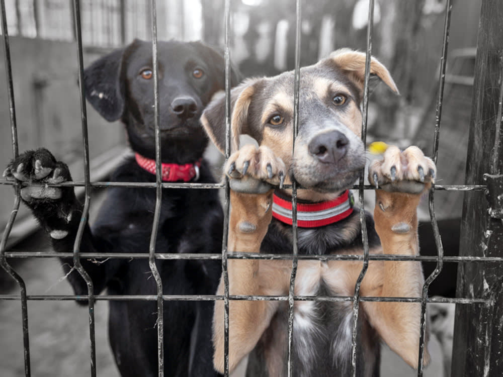 When ICE Takes the Family, the Dog Is Left in the Yard