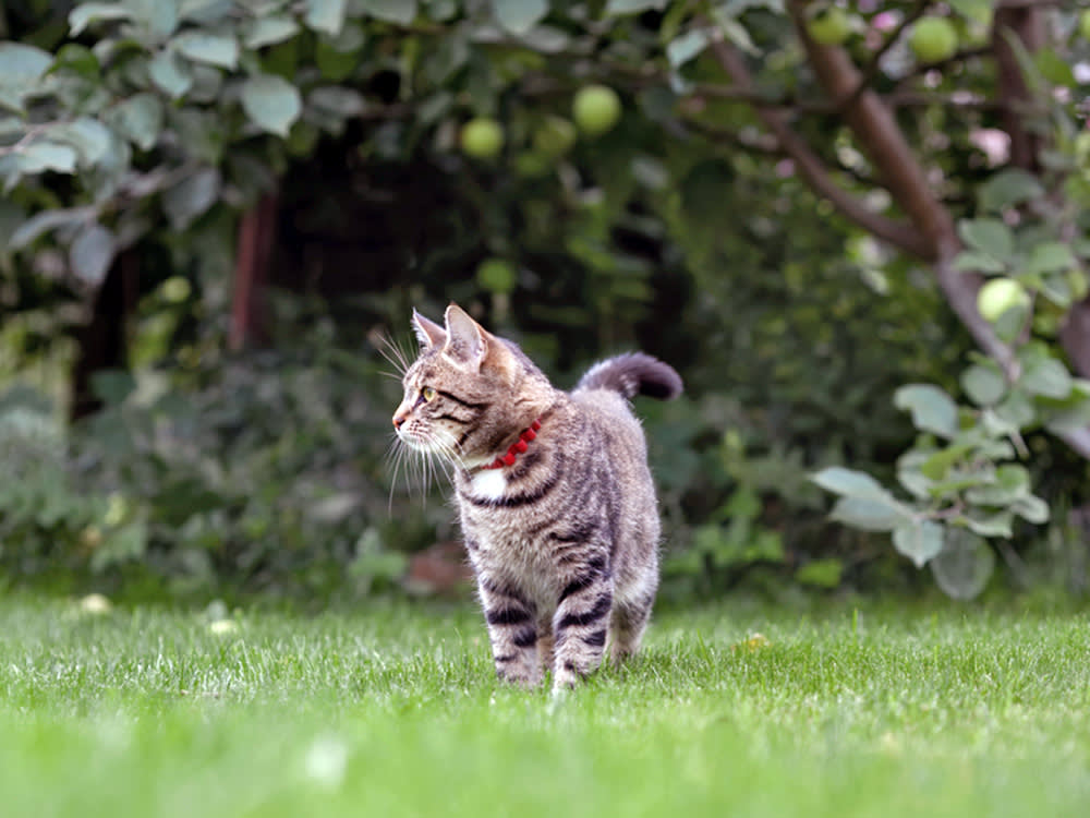 Your Indoor Cat Will Never Get Out. Until the Night She Does.