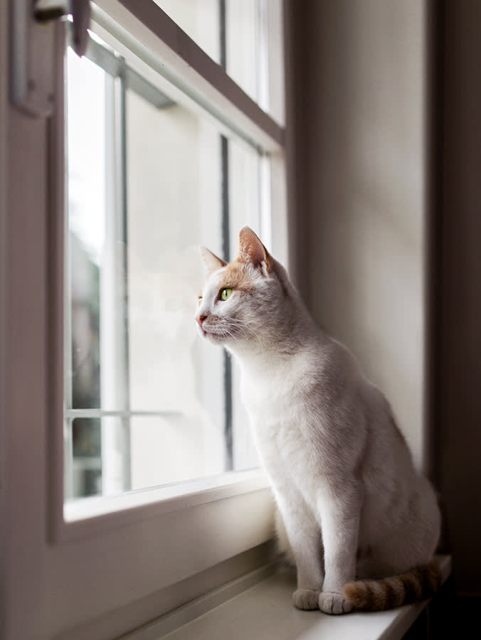 Your Cat Begs to Go Outside. The Honest Case for Keeping Them In.