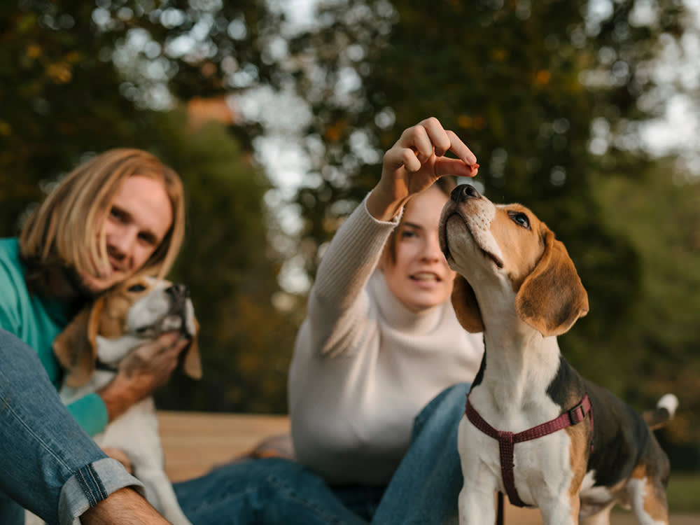 What Happens to a Lab Beagle After the Study Ends? For Decades, Nothing Good