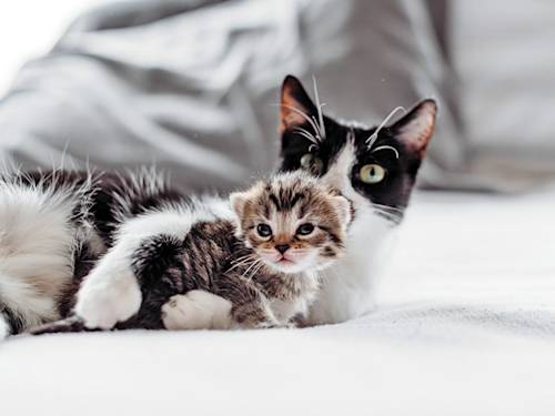 Your Older Cat Doesn't Hate the Kitten. It Hates the Energy.