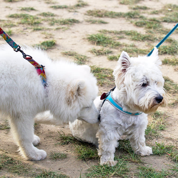 Some Dogs Just Shouldn't Meet. If Yours Might, Read This First.