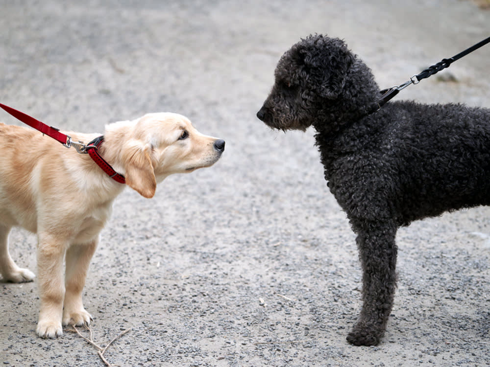 Never Introduce Two Dogs Face-to-Face