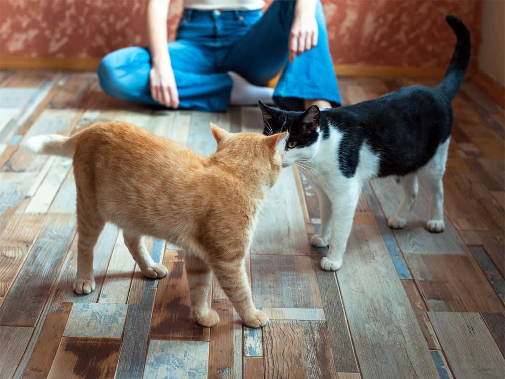 Introducing Two Cats? Go Slower Than You Think