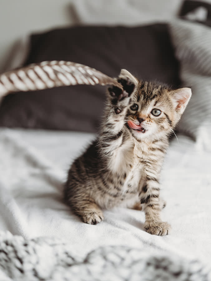 Which Paw Your Cat Leads With Is a Readout of Its Personality