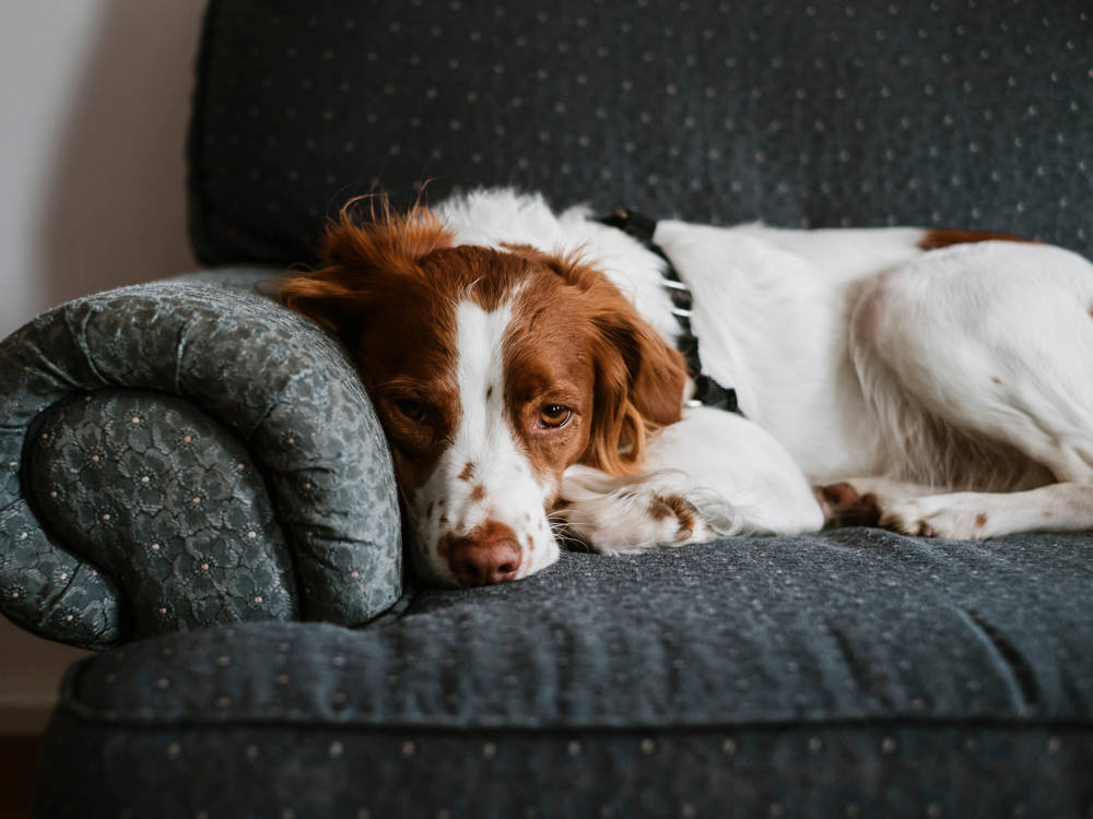 Your Dog With Its Head on Its Paws Probably Isn't Sad