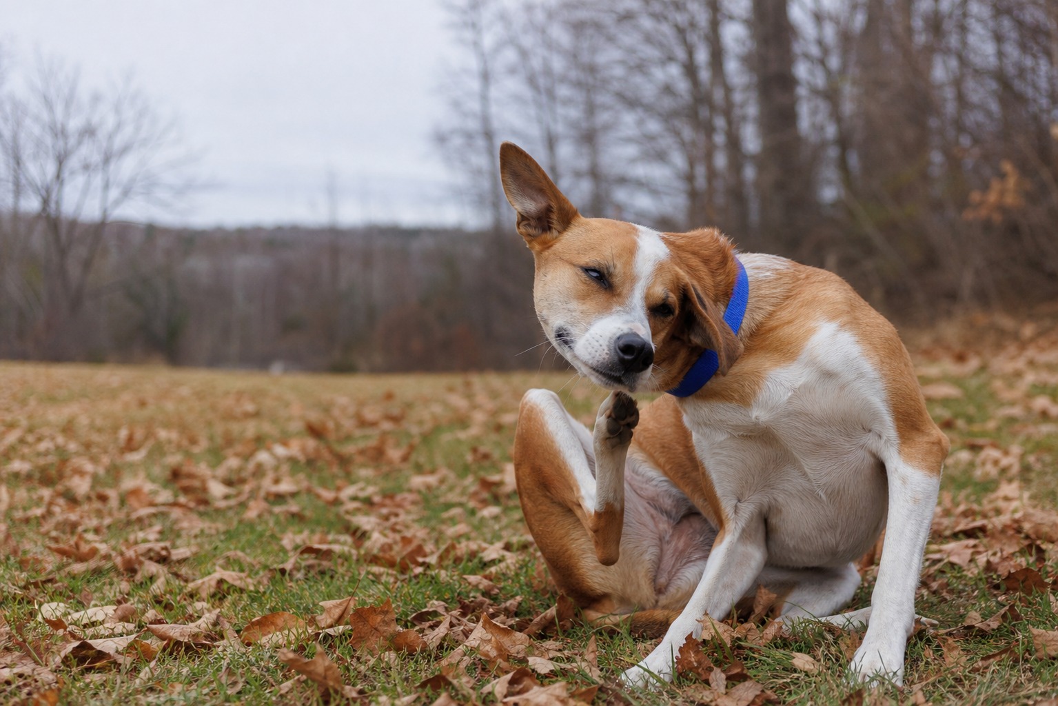 Anti-Itch Shots Chase the Symptom. Immunotherapy Goes After the Cause.
