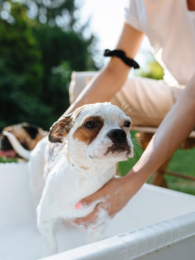 Most Home Remedies for Dog Skin Do Nothing. Three Are Worth Keeping in the House.