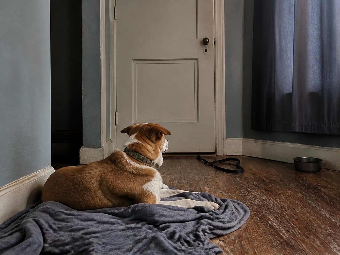The Fireworks Aren't the Real Danger to Your Dog. The Open Gate Is.