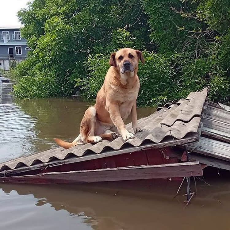 A Dam Broke and the Dogs Went to the Rooftops. Three Years Later, the Water Is Still the Story.