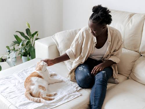 The Goodbye Ritual You Think Is Sweet Is Stressing Your Cat Out