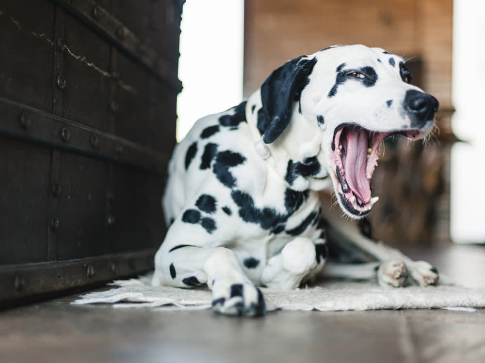 "Kennel Cough" Isn't a Disease. That's Why Every Outbreak Feels Like the End of the World.
