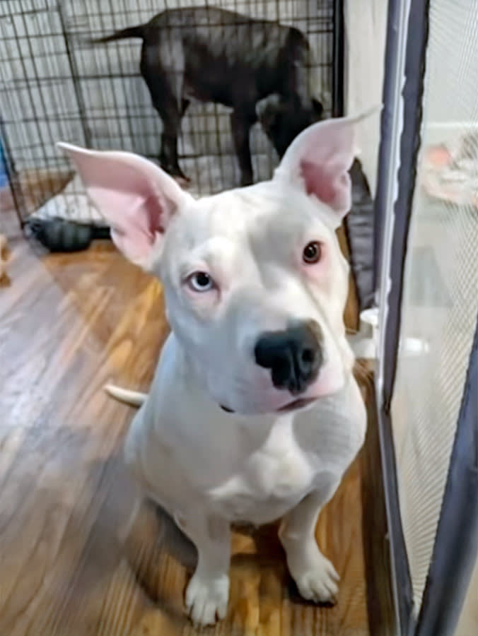 21 Dogs Died at One Kennel Because Nobody Had to Check
