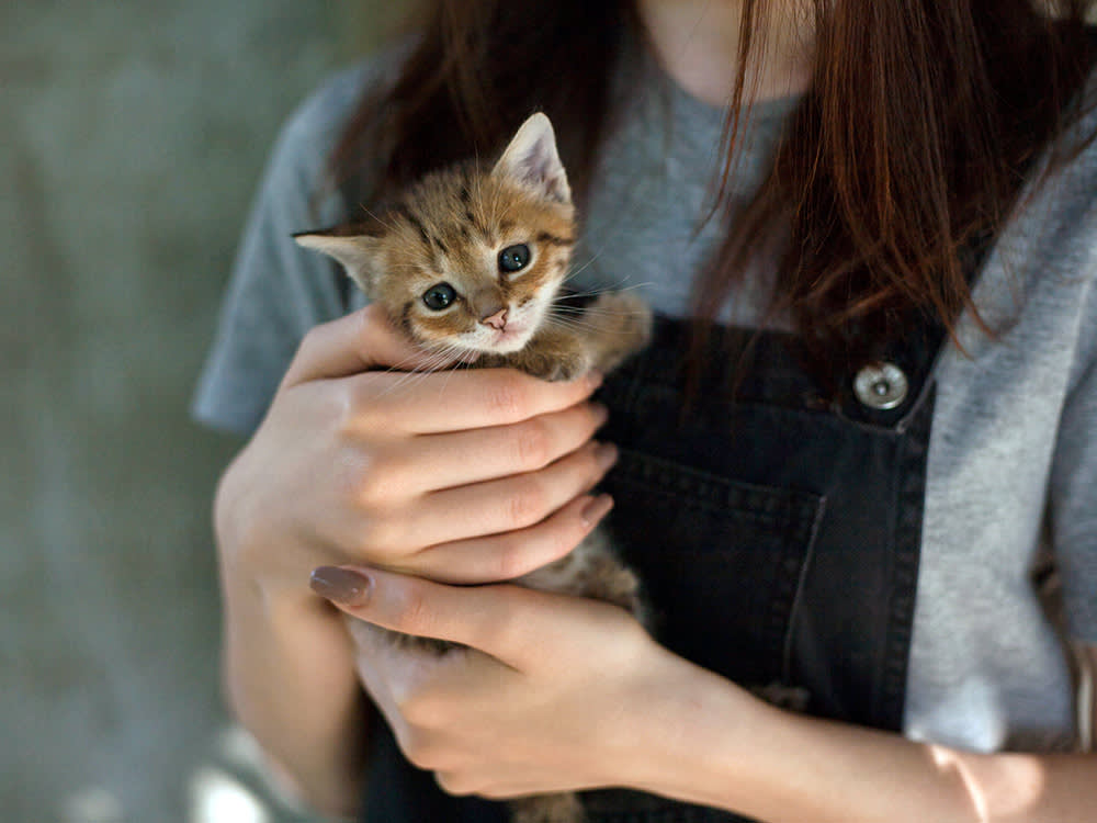 Eight Weeks Is a Shelter Deadline, Not a Kitten's Biology. The Data Says 14.