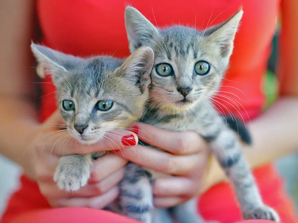 Kitten Season Never Ends Anymore. Blame the Vet Bill, Not the Weather.