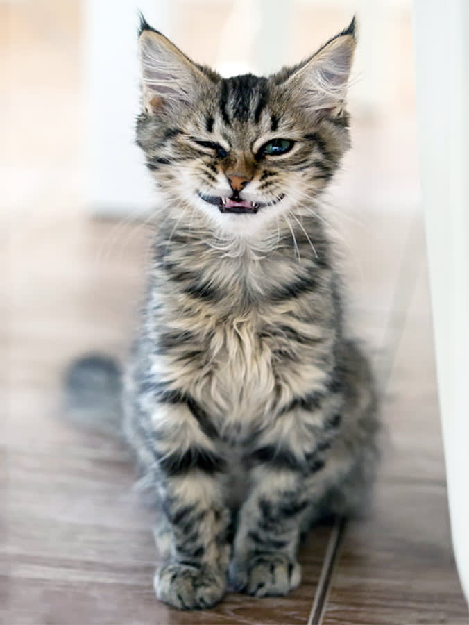 A Kitten Sneeze Is Cute Once. Here's the Line It Shouldn't Cross.