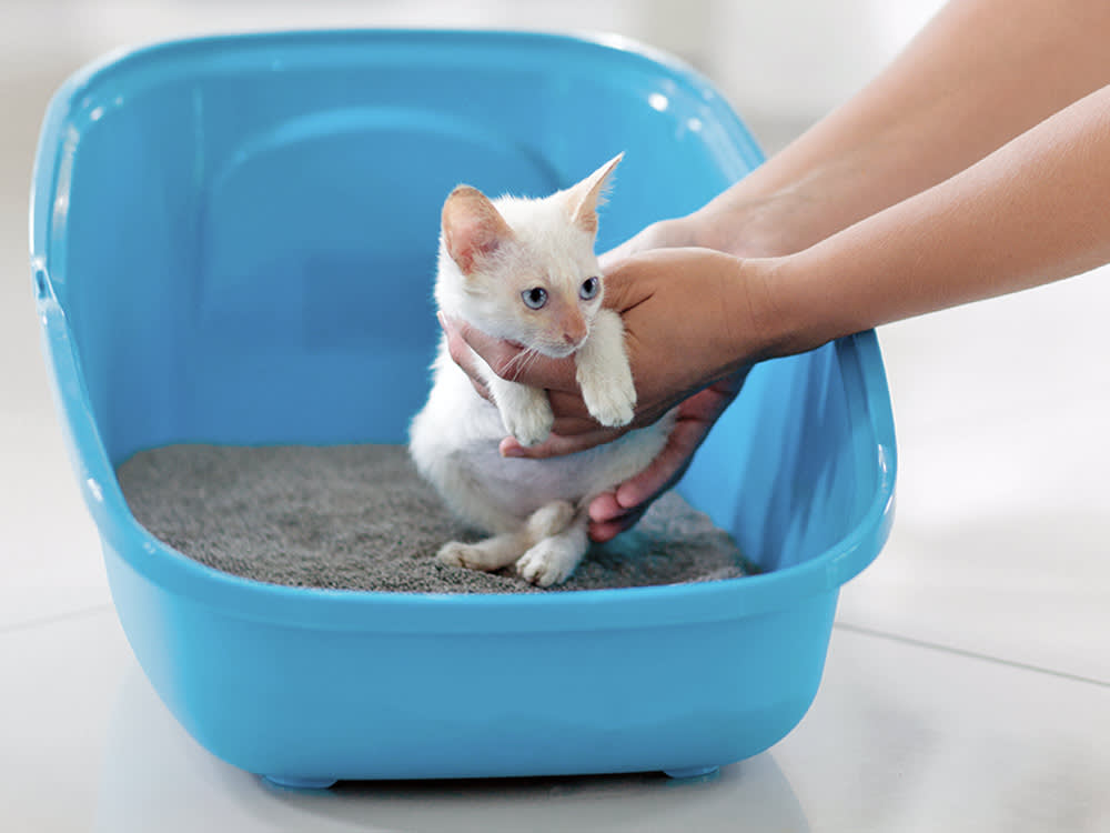 Kittens Litter-Train Themselves. Here's How Not to Ruin It.