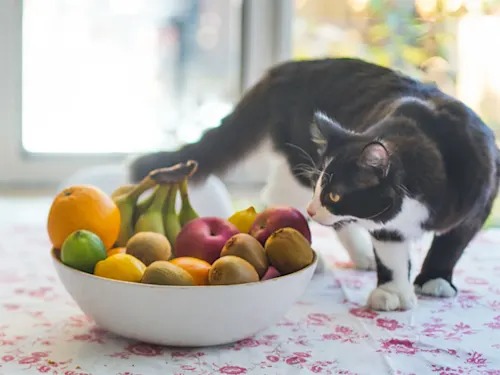 Your Cat Can Eat Kiwi. The Fuzzy Skin Is the Part to Throw Away