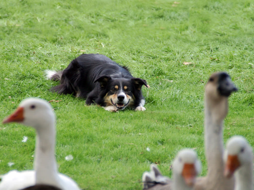 Bird Flu and Your Pet: The Risk Moved From the Backyard to the Food Bowl