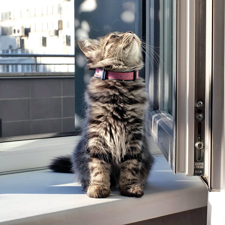 Lavender Won't Hurt Your Cat. The Essential Oil Will.