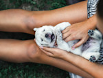The Most Useful Dog Health Skill Isn't Spotting Illness. It's Knowing What 'Normal' Looks Like.
