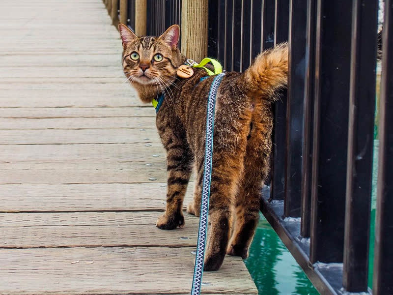 Yes, You Can Leash-Train a Cat. No, Not Every Cat Wants It.