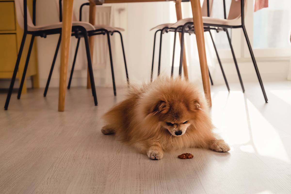 The Cue That Beats Your Dog to the Chicken Bone