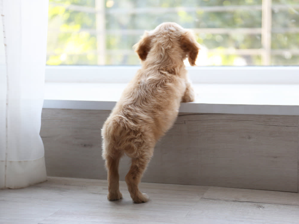 The '1 Hour Per Month' Puppy Rule, and When You Have to Break It