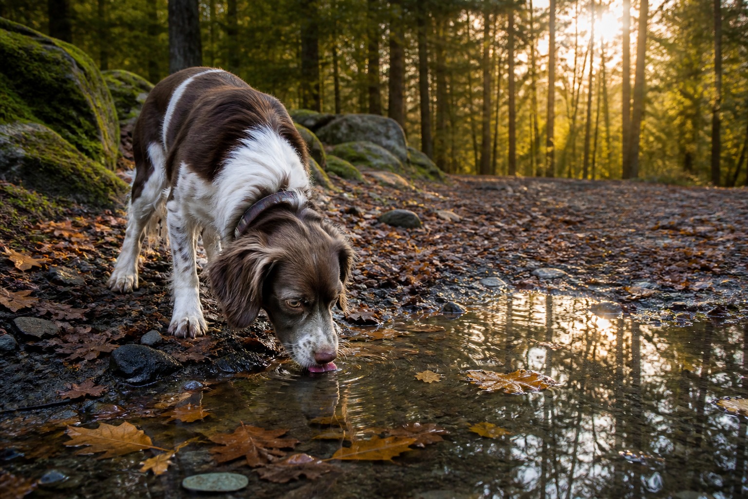 Leptospirosis Used to Be a Country-Dog Problem. Now It's Hunting City Dogs.