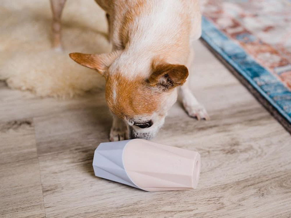 Your Dog Doesn't Need Another Puzzle. They Might Need the Opposite.