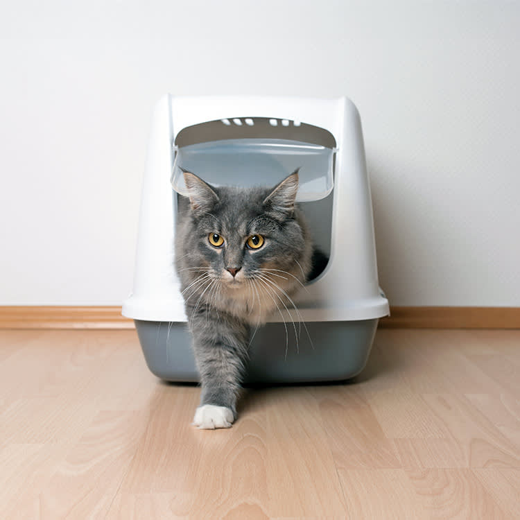 Your Cat Does Not Care About the Lid. 8 Boxes That Actually Fight Odor.